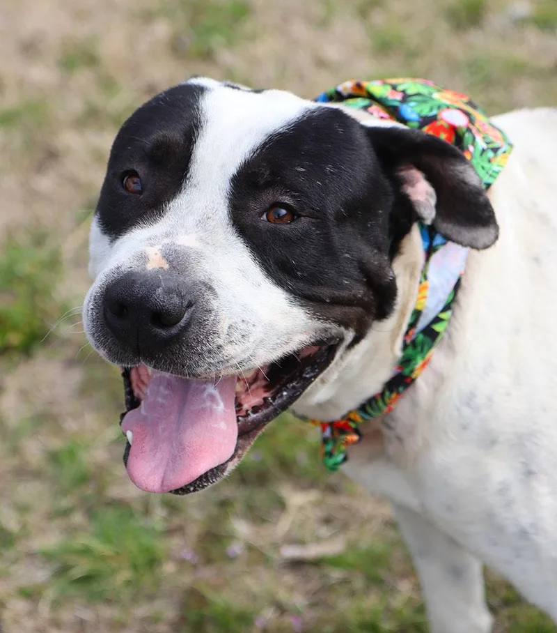 Marshall thumbnail 5