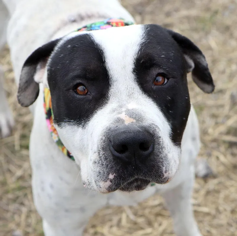 Marshall thumbnail 6