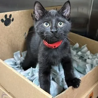 A baby small-sized male Black Domestic Short Hair cat named Dudley for adoption in Novelty, OH
