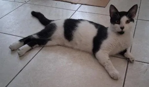A young medium-sized male Black & White / Tuxedo Domestic Short Hair cat named Prince PSA for adoption in Oakland Park, FL