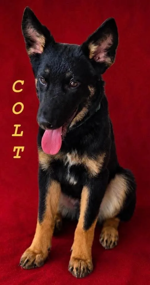 A baby medium-sized male German Shepherd Dog dog named Colt for adoption in Monticello, MN