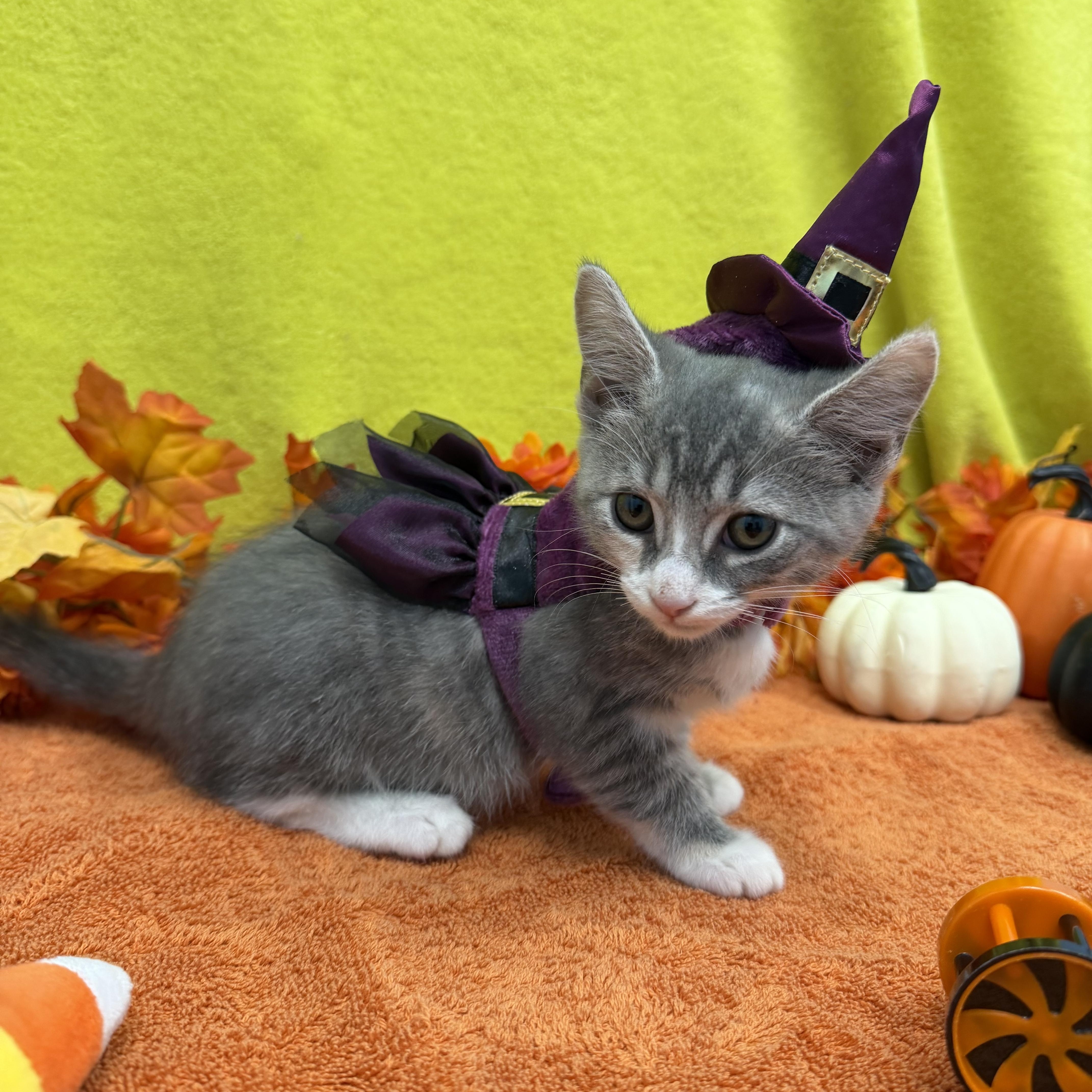 A baby medium-sized female Dilute Calico Domestic Short Hair cat named Wraith for adoption in Bear, DE