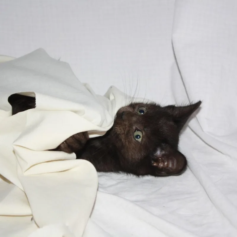 A baby small-sized female Black Domestic Short Hair cat named Cupcake for adoption in Greenwood, MO