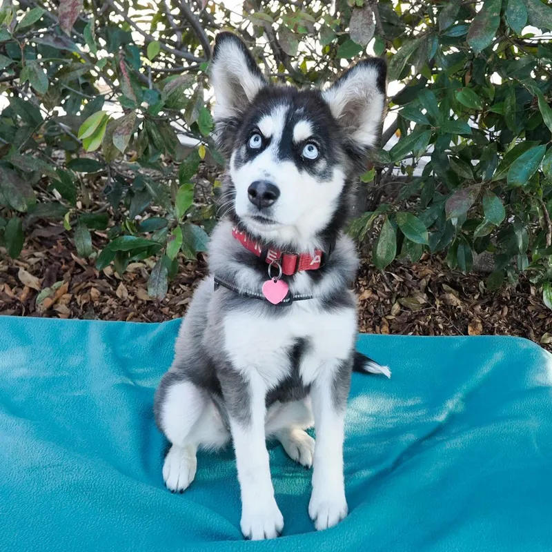 A baby medium-sized female Husky dog named Annie Sue for adoption in Point Richmond, CA