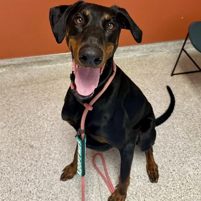 An adult small-sized male Doberman Pinscher dog named Zeus for adoption in Modesto, CA