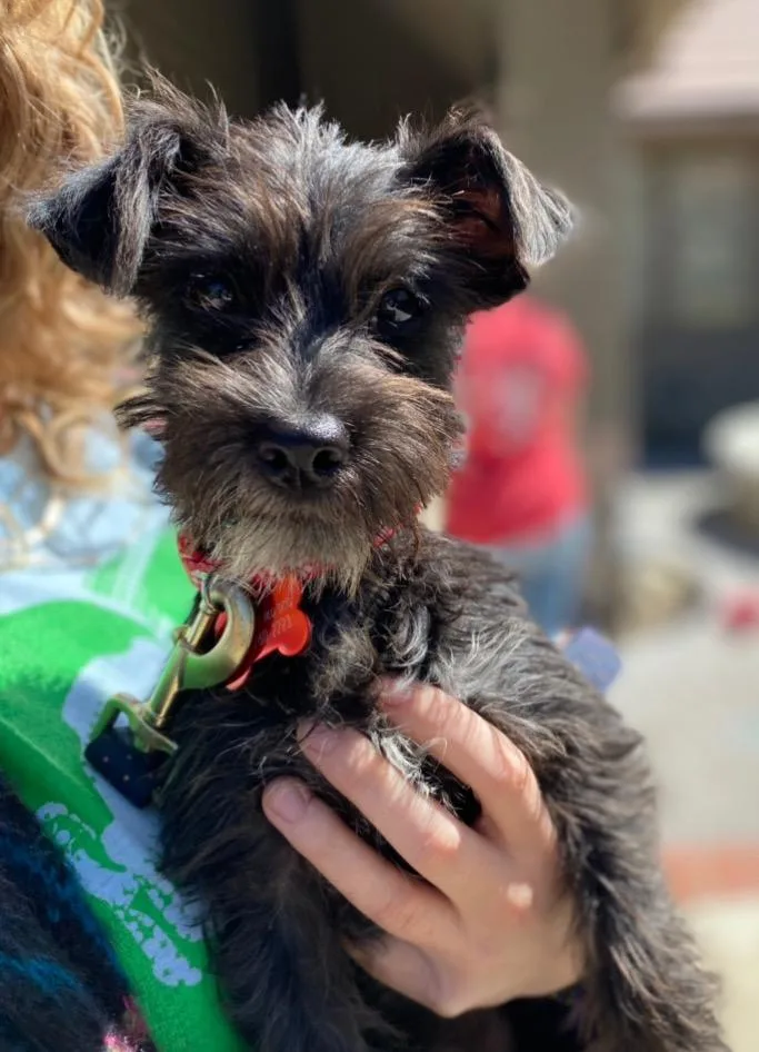 An adult small-sized male Terrier dog named Ponchito for adoption in Lake Forest, CA