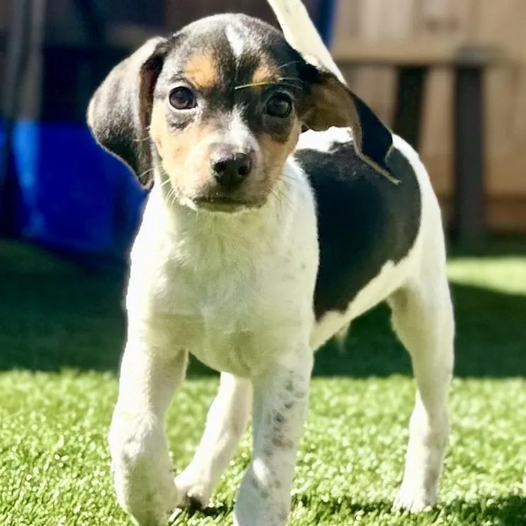 A baby small-sized male Jack Russell Terrier dog named Bingo for adoption in La Grange, KY