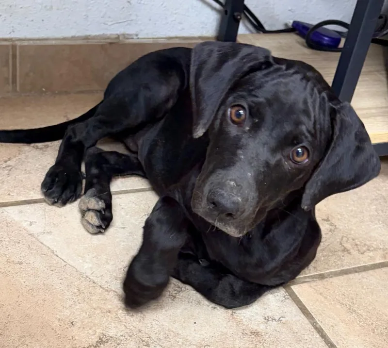 A baby medium-sized female Mixed Breed dog named Koda for adoption in Batesville, AR