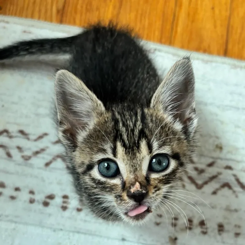 A baby small-sized female Gray / Blue / Silver Domestic Short Hair cat named Venus Love for adoption in Fredericksburg, VA
