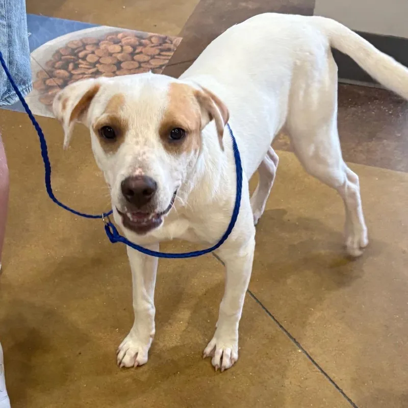 A young medium-sized female Terrier dog named Prudence U for adoption in Tupelo, MS