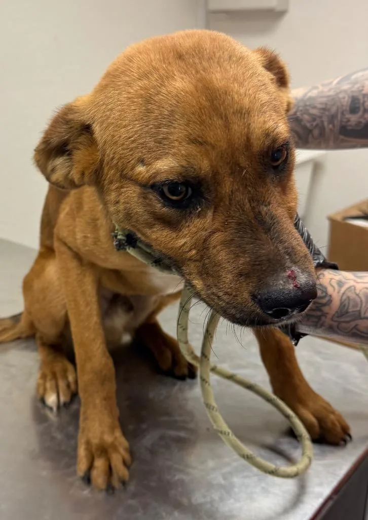A baby medium-sized male Mixed Breed dog named Harry for adoption in Greencastle, IN