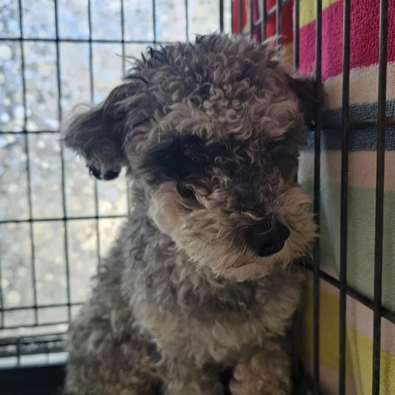 An adult small-sized female Cockapoo dog named Olive for adoption in Normal, IL