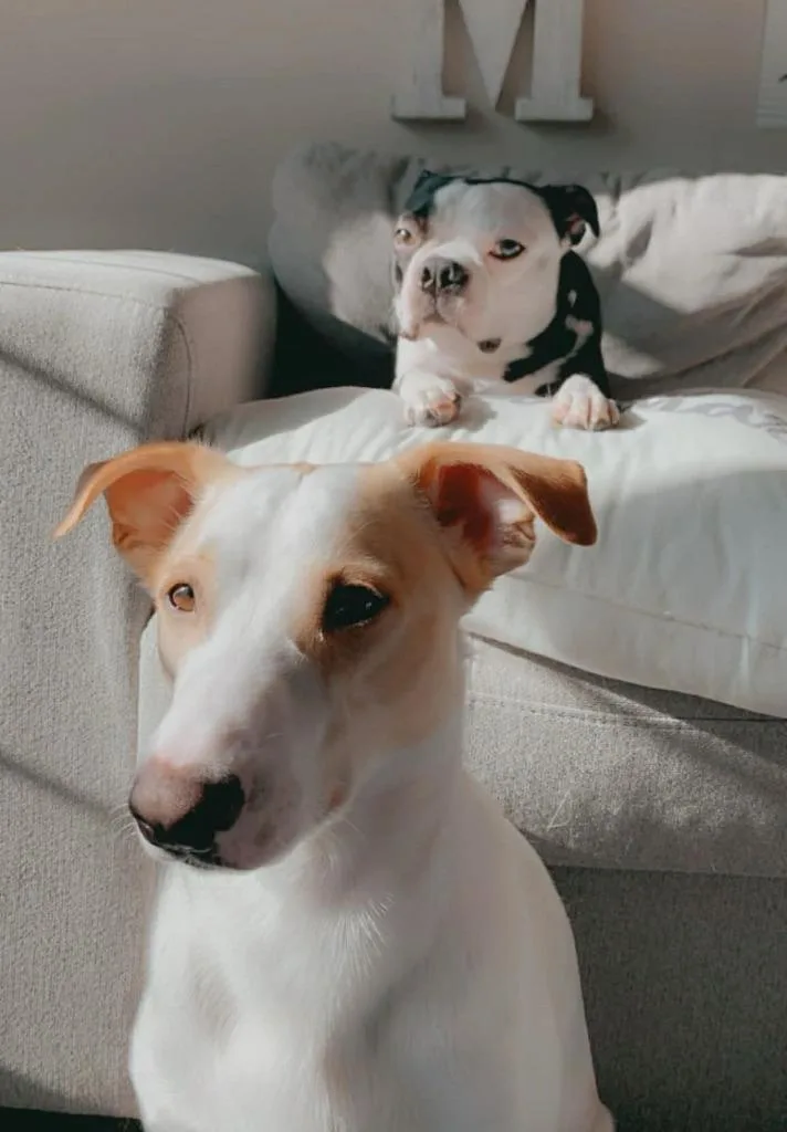 Nori & Frankie thumbnail 3