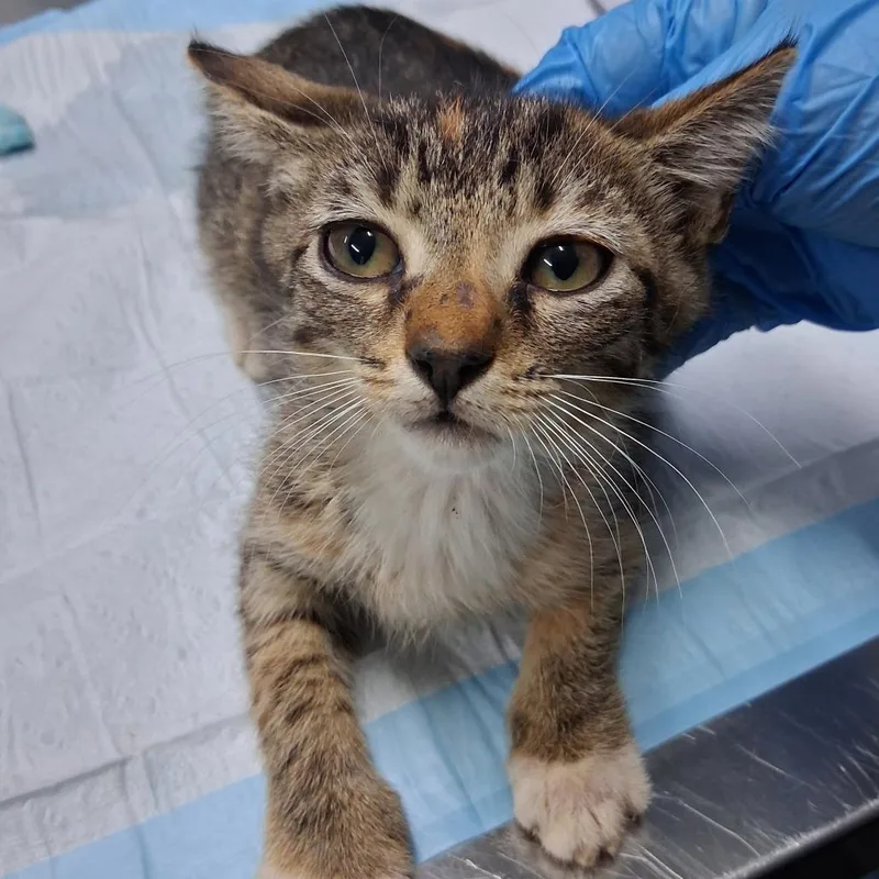 A baby small-sized female Brown / Chocolate Domestic Short Hair cat named Michelle for adoption in Summerville, SC
