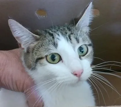 An adult medium-sized female Domestic Short Hair cat named Danielle for adoption in West Memphis, AR