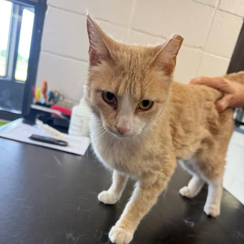An adult medium-sized female Buff / Tan / Fawn Domestic Short Hair cat named Ms.jones for adoption in Ponca City, OK