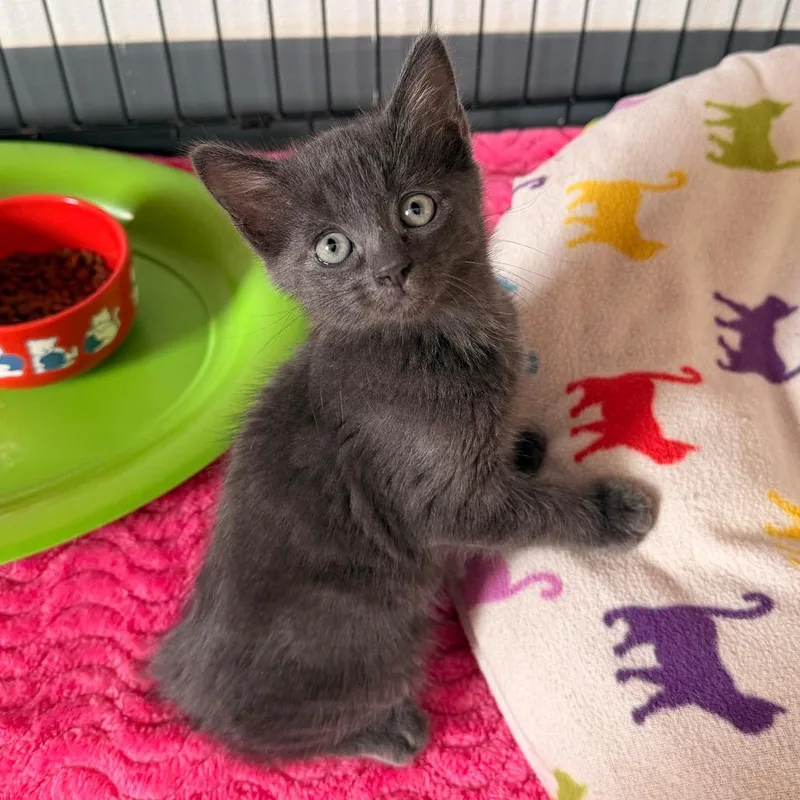 A baby small-sized male Gray / Blue / Silver Domestic Short Hair cat named Sushi for adoption in Tucson, AZ
