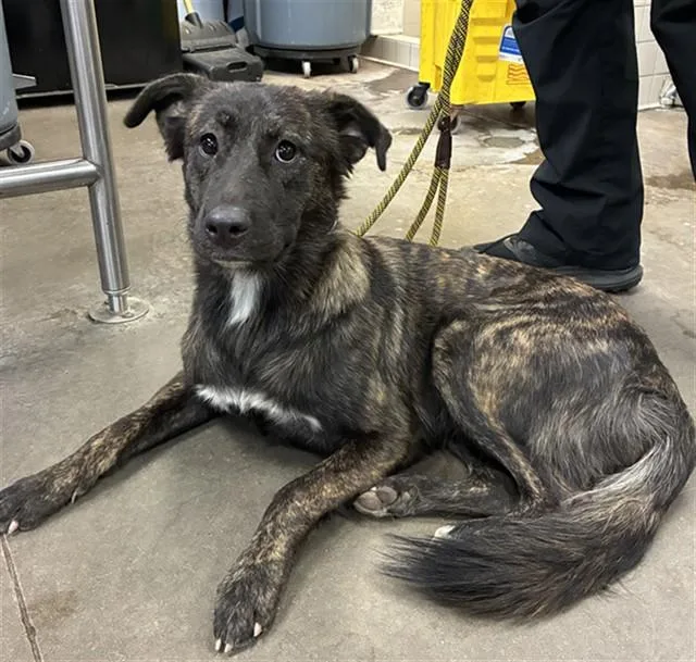 A young large-sized female Dutch Shepherd dog named Butterfly for adoption in Phoenix, AZ