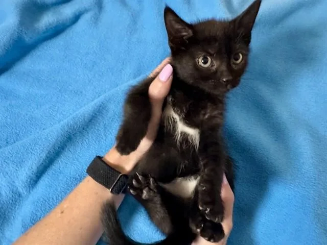 A baby small-sized female Domestic Short Hair cat named Bikini for adoption in Colorado Springs, CO
