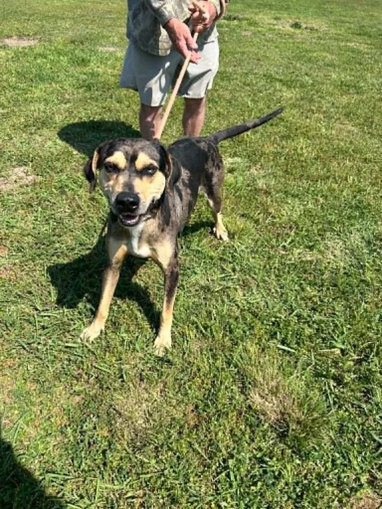 A young medium-sized male Brindle Mixed Breed dog named Ralph for adoption in Scott, LA