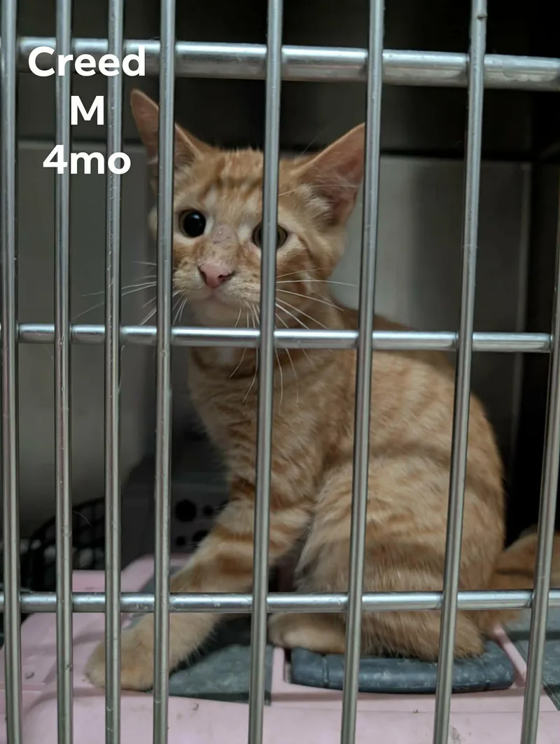 A baby medium-sized male Orange / Red Domestic Short Hair cat named Creed for adoption in Detroit Lakes, MN