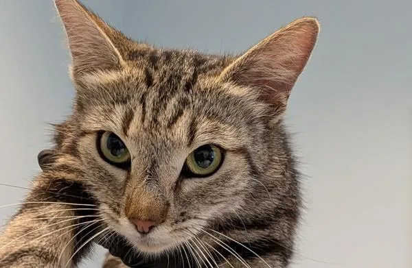 A young small-sized female Domestic Short Hair cat named Eggdrop Soup for adoption in Escondido, CA