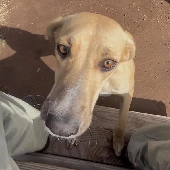 An adult large-sized female Apricot / Beige Yellow Labrador Retriever dog named Goldie for adoption in Cordell, OK