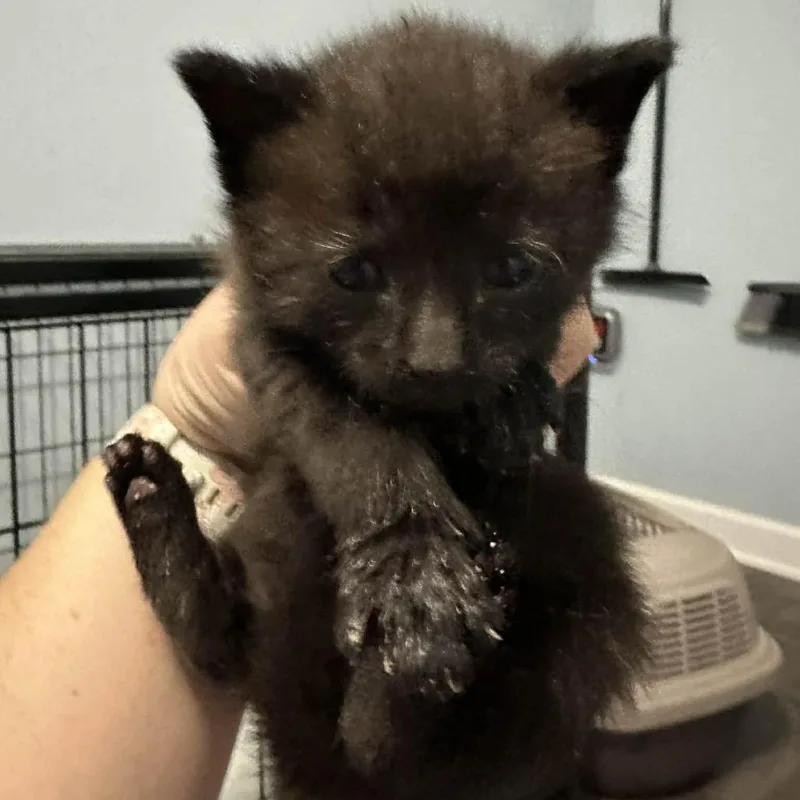A baby small-sized male Black Domestic Short Hair cat named Naveen for adoption in Pasadena , MD