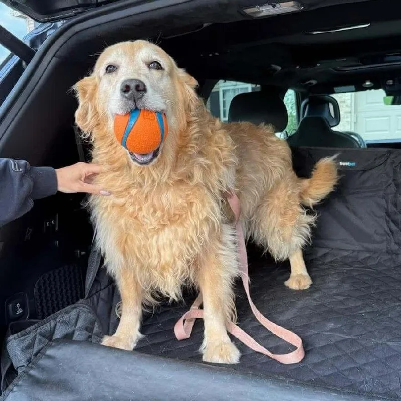 An adult large-sized female Golden Retriever dog named Kira for adoption in Waterville, OH