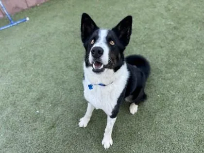 Reggie Spaghetti thumbnail 2