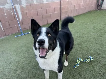 Reggie Spaghetti thumbnail 3