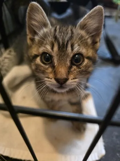 A baby small-sized female Domestic Short Hair cat named Emmy for adoption in Bellevue, WA