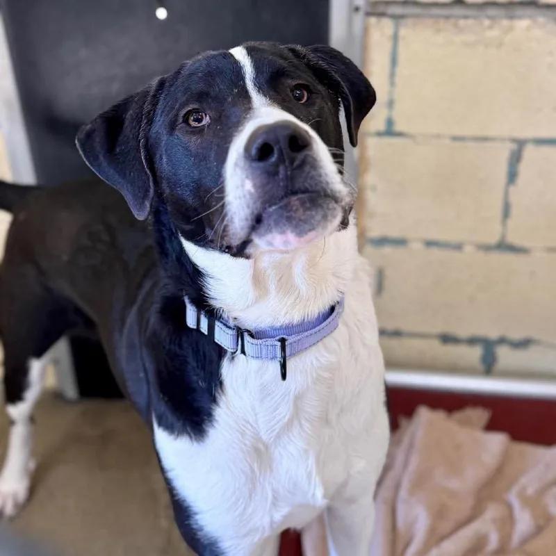 Moose Mellow K thumbnail 2