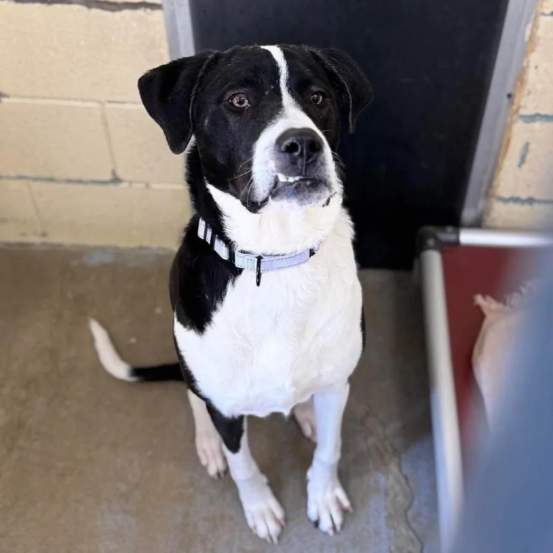 Moose Mellow K thumbnail 3