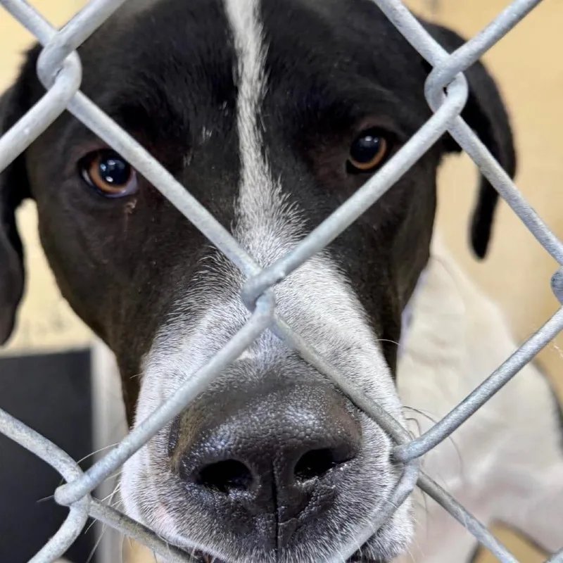 Moose Mellow K thumbnail 4