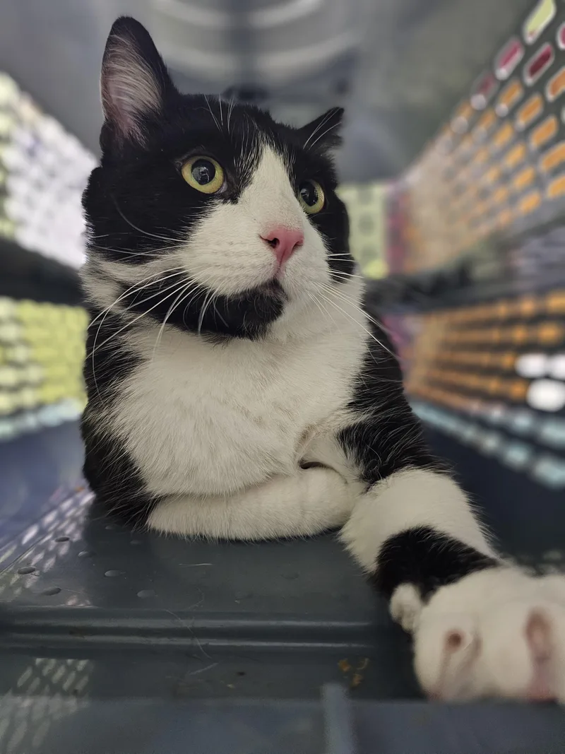 An adult medium-sized male Black & White / Tuxedo Domestic Short Hair cat named Tuxedo Sam for adoption in Dayton, OH