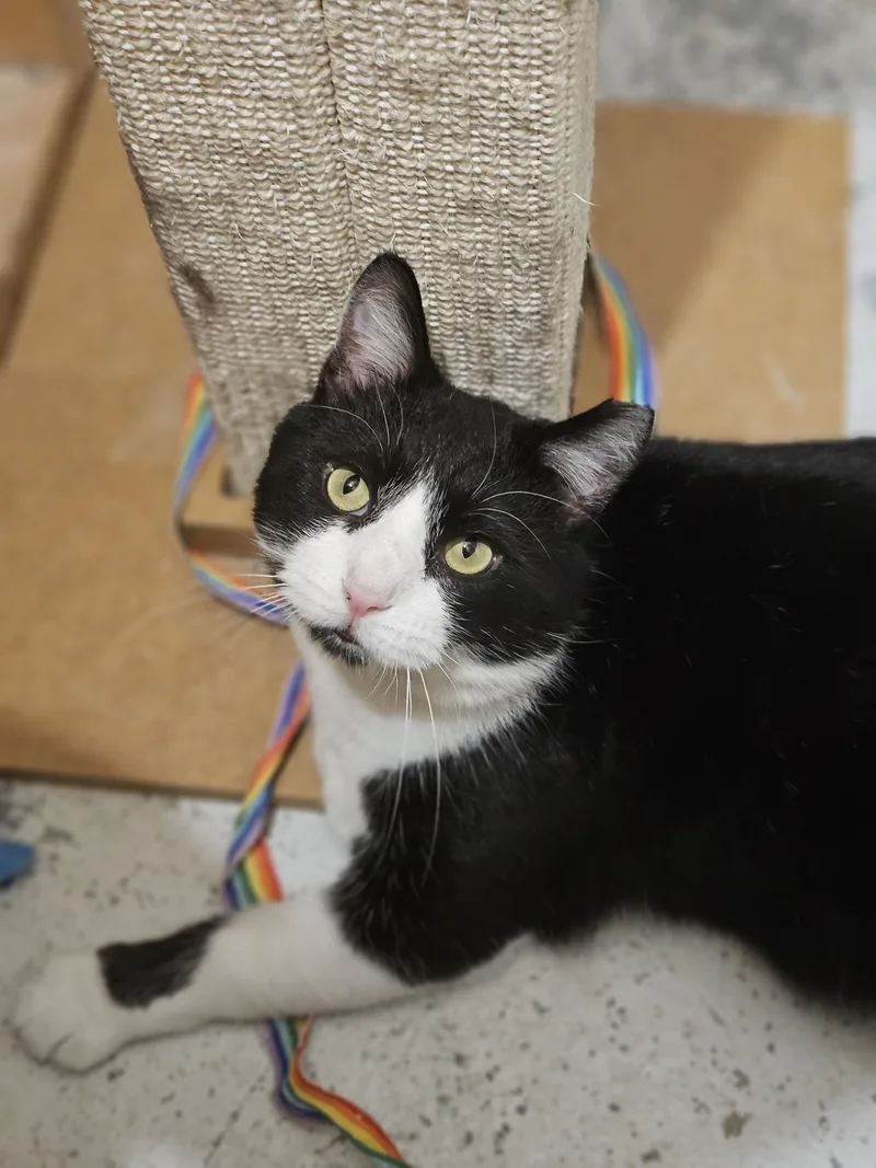 Tuxedo Sam thumbnail 2