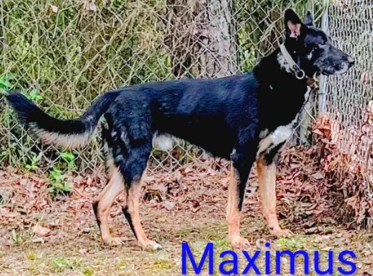 An adult large-sized male German Shepherd Dog dog named Maximus for adoption in Mena, AR