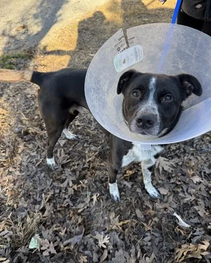 An adult medium-sized male Cattle Dog dog named Macaw for adoption in Knoxville, TN