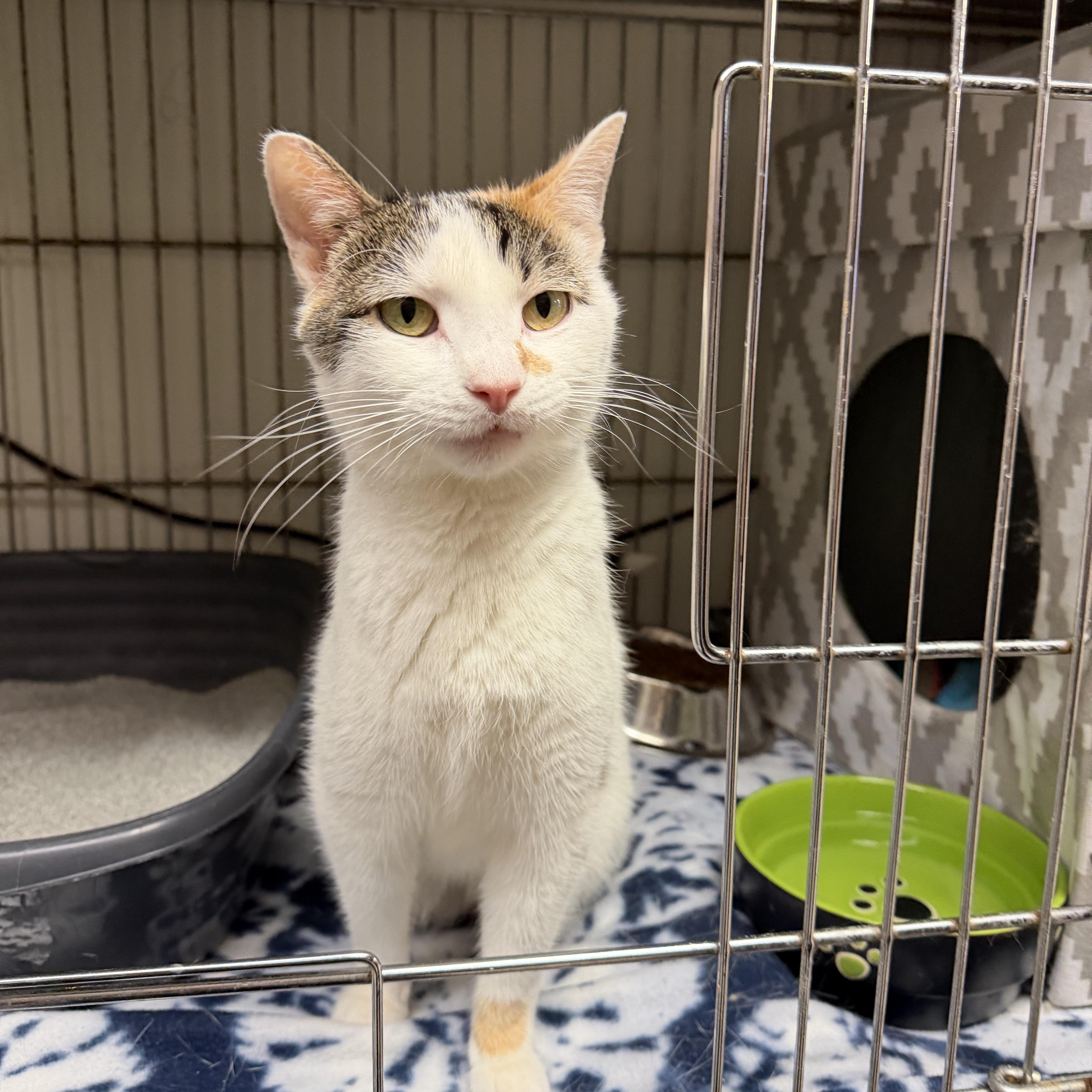 An adult medium-sized female Calico Domestic Short Hair cat named Ebi for adoption in Madison, WI