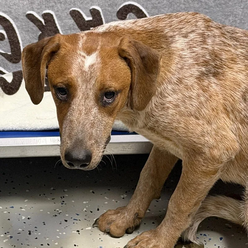 A young medium-sized female Red / Chestnut / Orange English Coonhound dog named Paloma for adoption in Marion, VA