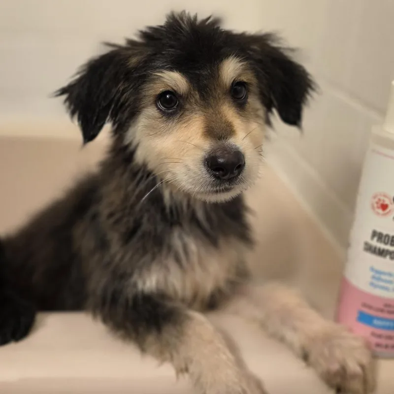 A baby medium-sized female Shepherd dog named Pumpkin for adoption in Alexandria, VA