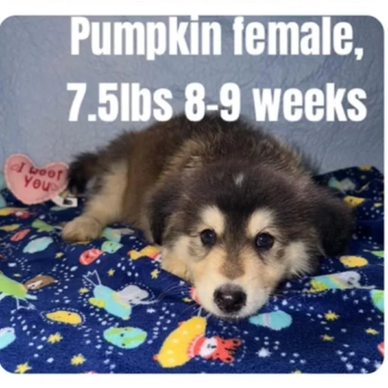 Pumpkin thumbnail 2