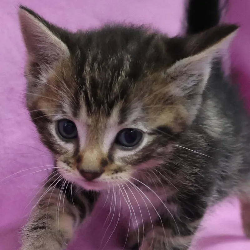 A baby small-sized male Brown / Chocolate Domestic Short Hair cat named Garnet C for adoption in Princeton, MN