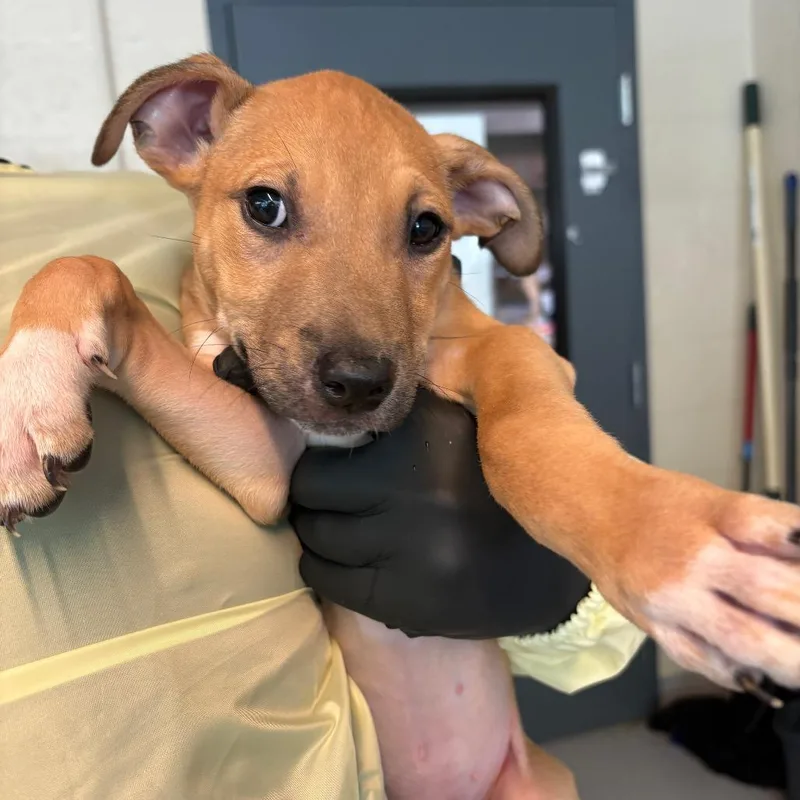 A baby small-sized male Yellow / Tan / Blond / Fawn Mixed Breed dog named Maynard for adoption in Huntington, WV