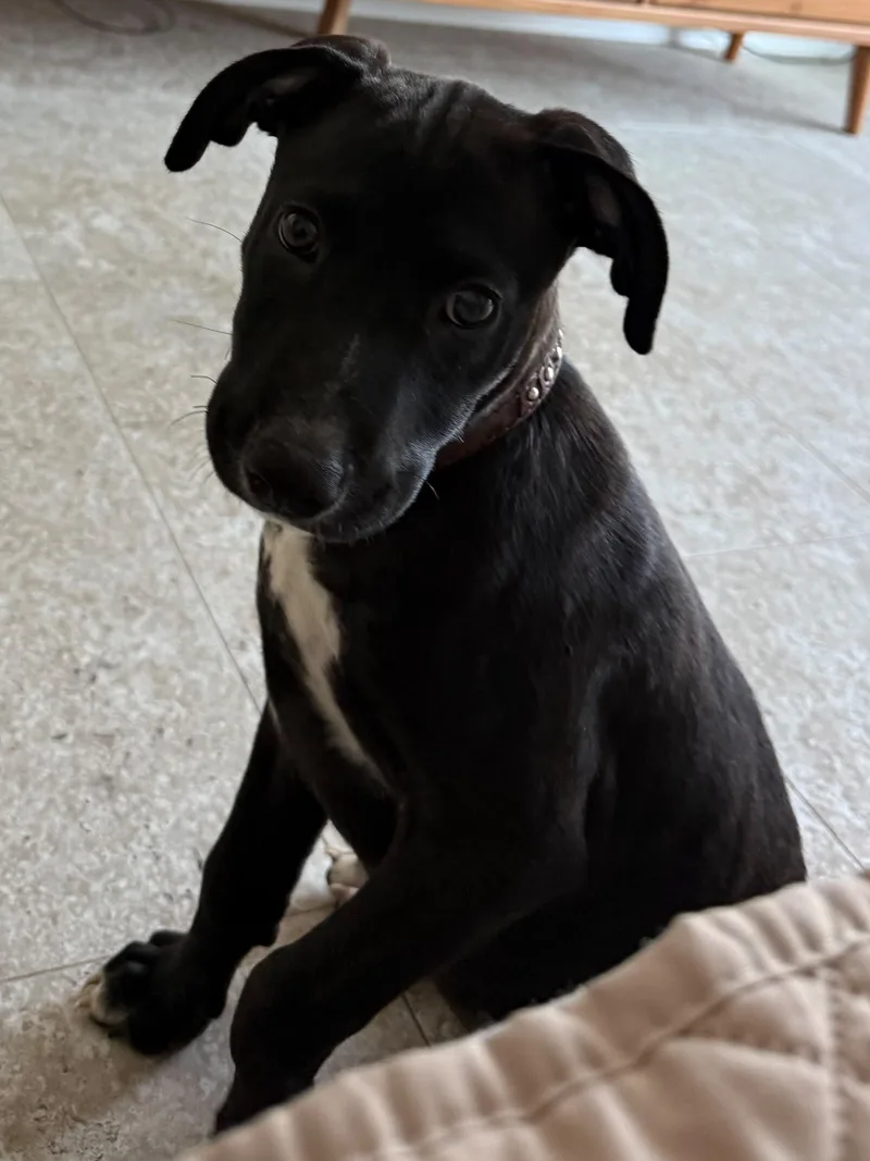A baby medium-sized female Mixed Breed dog named Annabell for adoption in Pleasant Valley, NY
