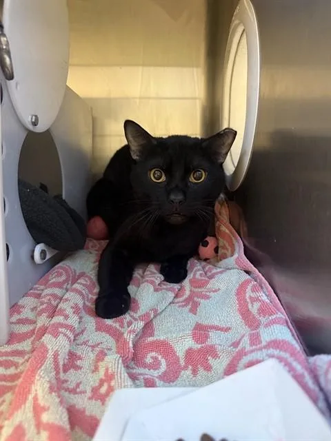 A young large-sized male Domestic Short Hair cat named Nightshade for adoption in San Jose, CA