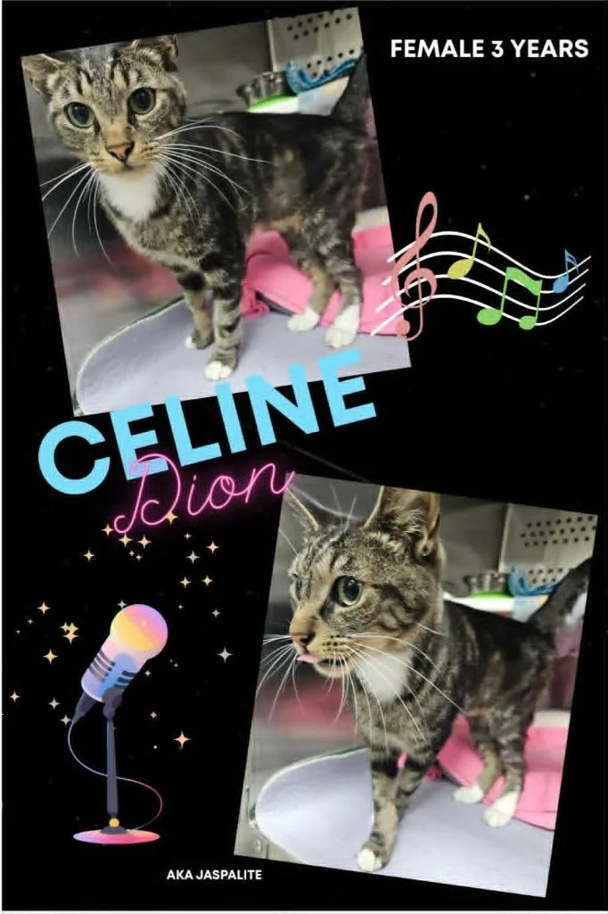Celine Dion Aka Jaspilite