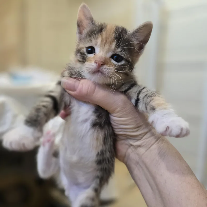A baby small-sized female Calico American Shorthair cat named Molly for adoption in Staten Island, NY