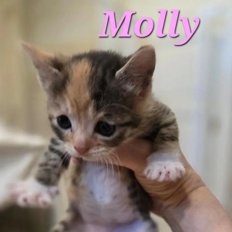 Molly thumbnail 4
